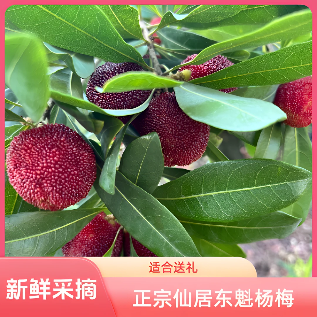 正宗仙居东魁杨梅当季生鲜水果酸甜可口5斤现摘现发顺丰冷链速运