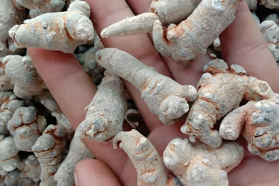 汇辰土特产【37】菇