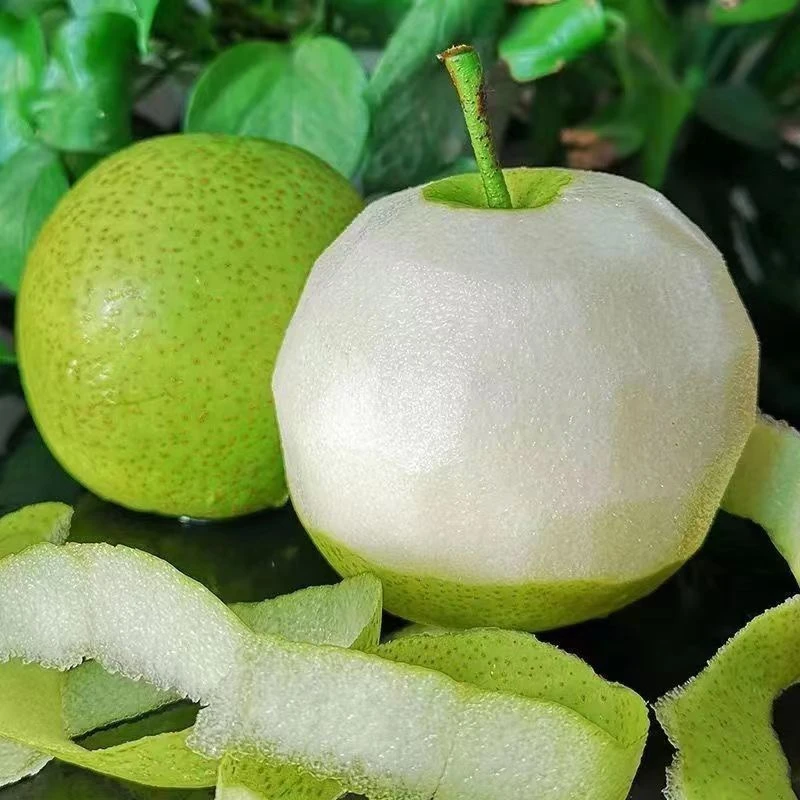 湖北现摘青皮梨翠冠梨蜜梨皮薄肉厚脆甜爽口现摘现发梨子