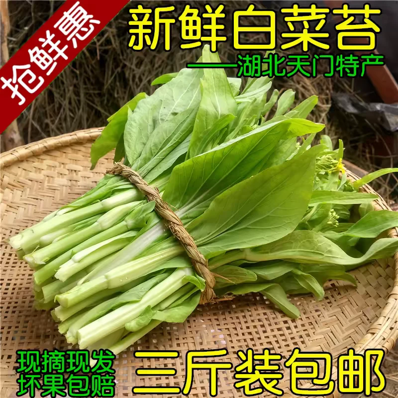 白菜苔湖北天门农家自种菜薹现摘应季新鲜蔬菜瓜果3斤装