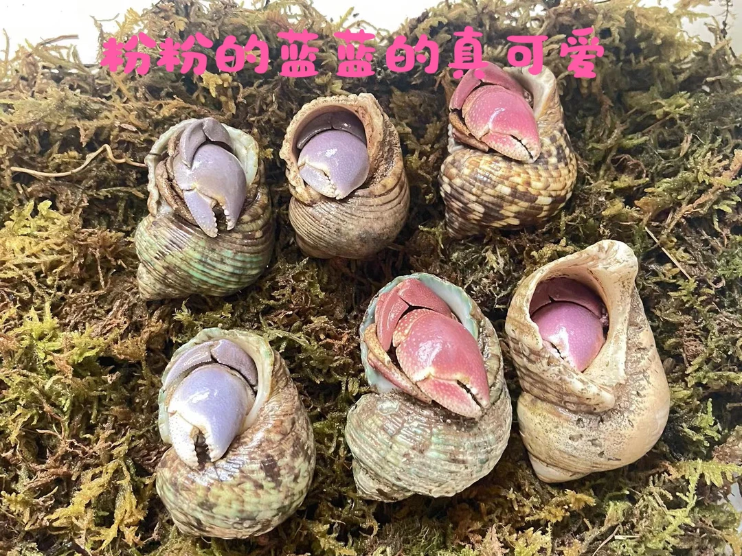 寄居蟹陆生爬宠物