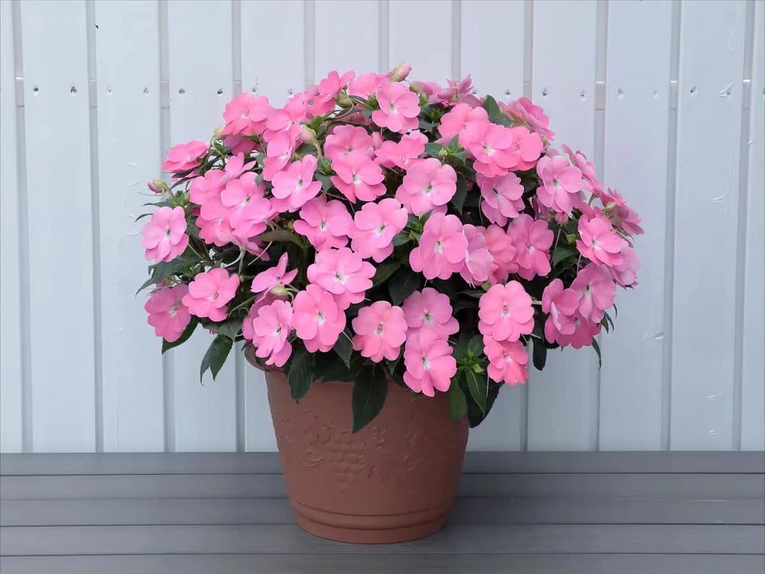 桑蓓斯超级凤仙花四季开花耐热多年生花卉带花苞盆栽