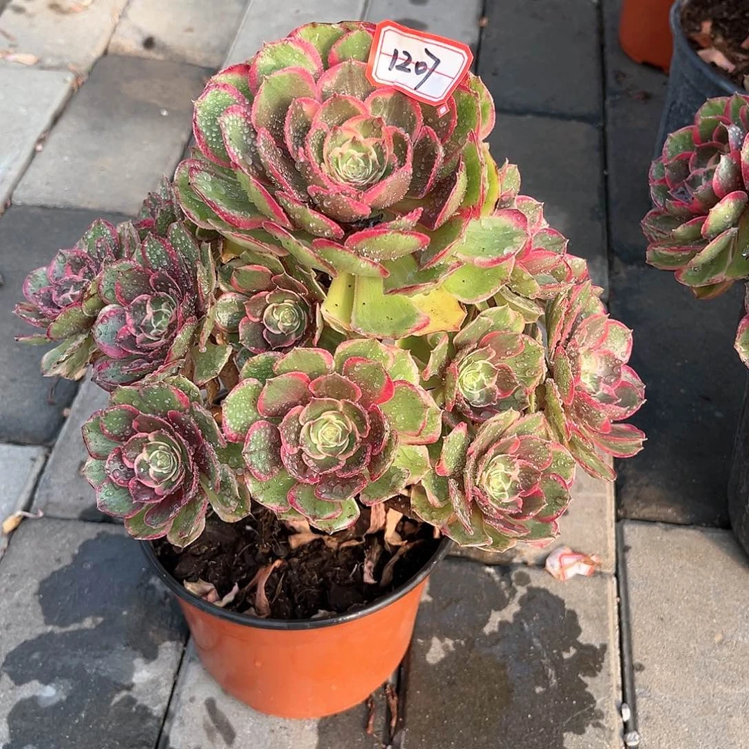 粉花妖老桩手捧1207