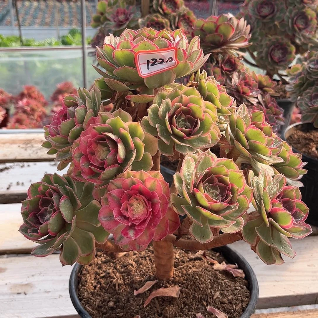 粉花妖老桩有断枝1220