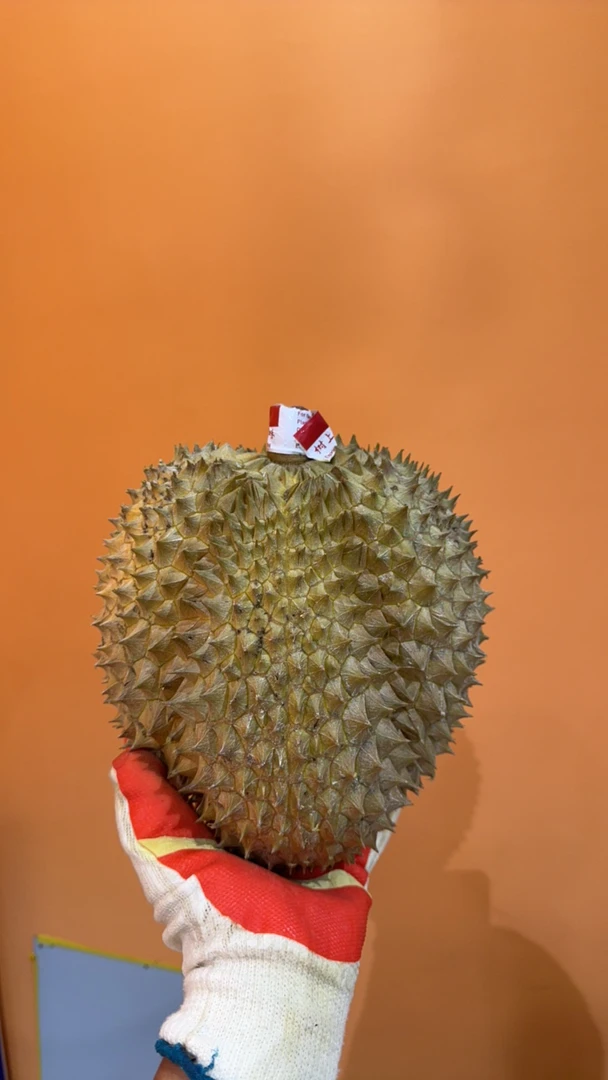 马菲斯泰+-5.5