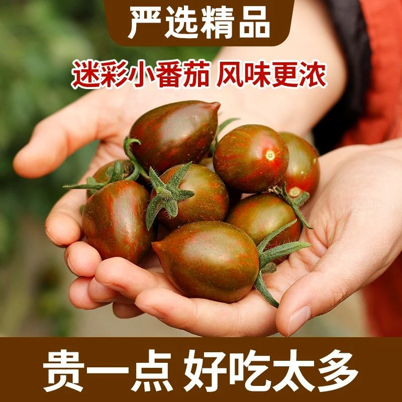 【现摘现发】迷彩铁皮小番茄圣女果新鲜水果草莓西红柿2/4斤