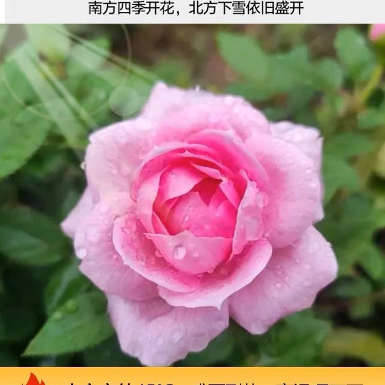 淑女月季花苗四季浓香灌木大花阳台盆栽庭院地栽切花玫瑰欧月多头