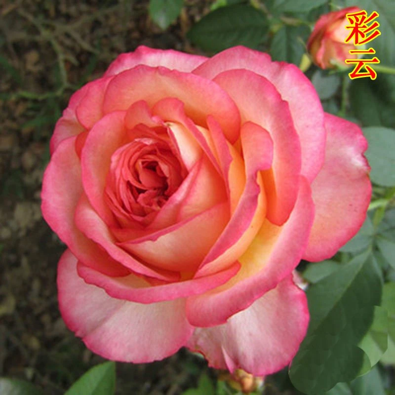 彩云切花月季双色花朵灌木客厅阳台盆栽四季好养易活大花玫瑰花
