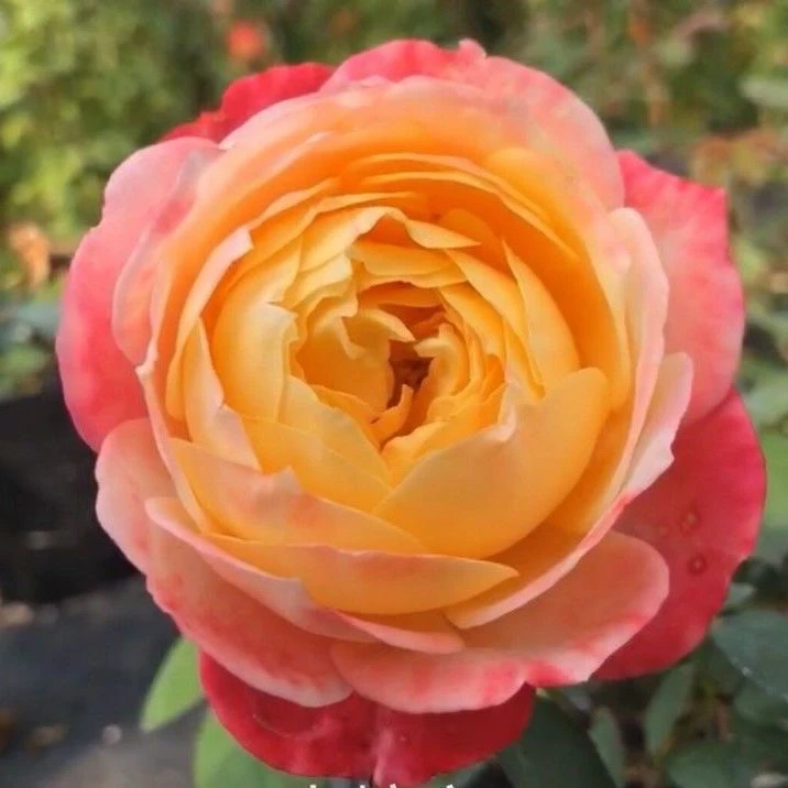 苹果运气超新品 /运气爆发月季 多头强香四季开花盆栽花卉包对版