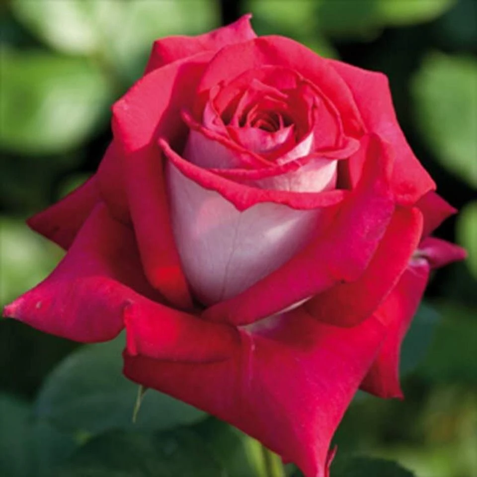 莫妮卡贝鲁奇四季开花大花浓香切花月季花苗玫瑰阳台庭院玫瑰盆栽