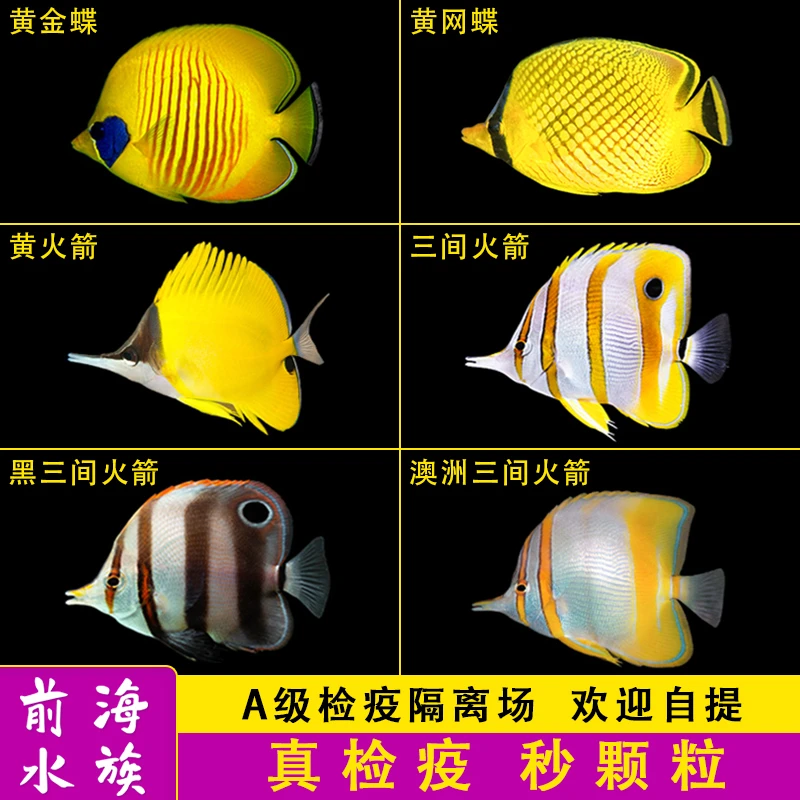三间火箭黄火箭黄网鲽黄金鲽鱼海水鱼活体珊瑚海水缸较难养已检疫