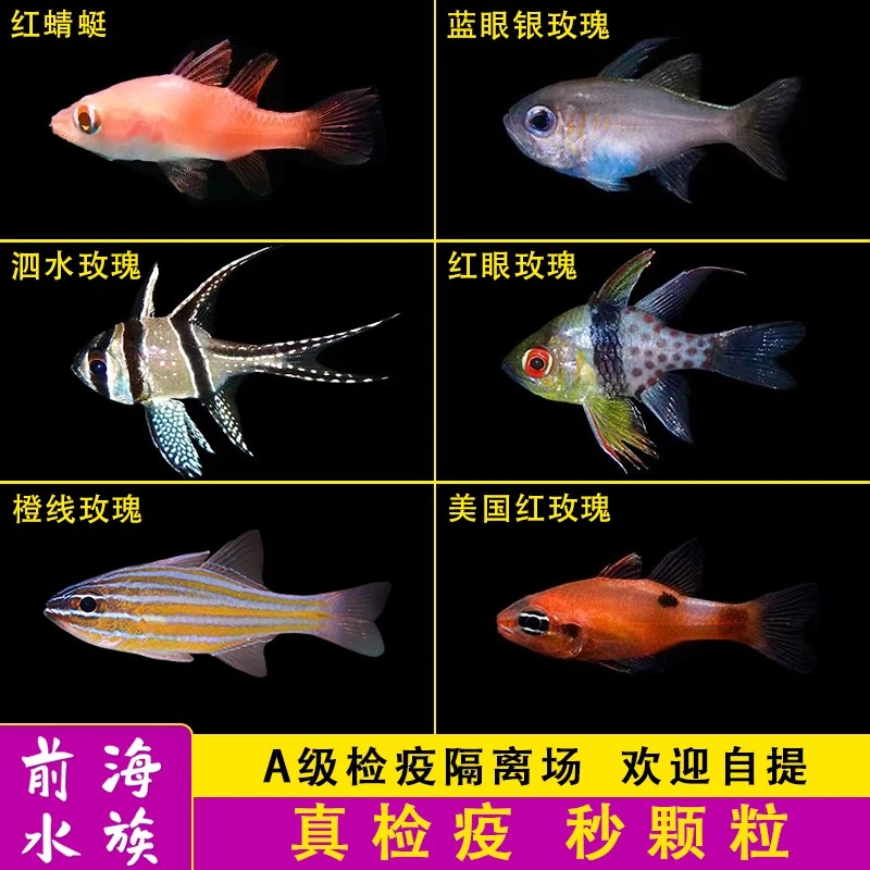 巴黎天使泗水玫瑰海水鱼红眼玫瑰巴厘天使活体海水观赏鱼水族宠物