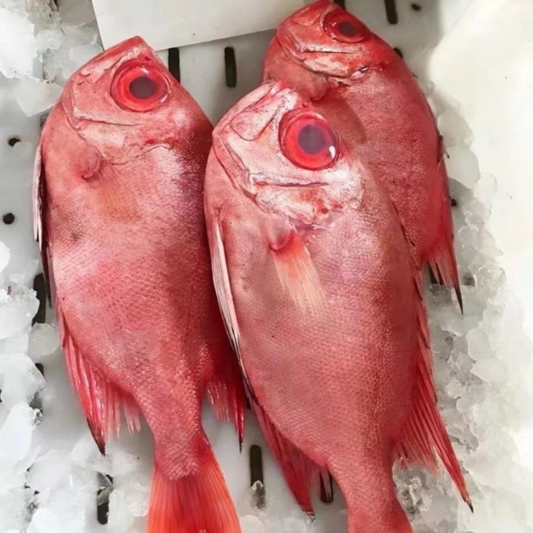 汕尾港野生大眼鲷 红目莲