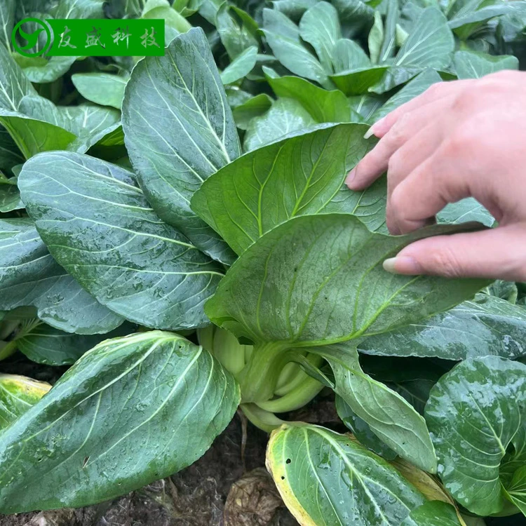 大黑叶苏州青菜籽一代杂交青梗菜上海青种子四季小白菜冬油菜蔬菜
