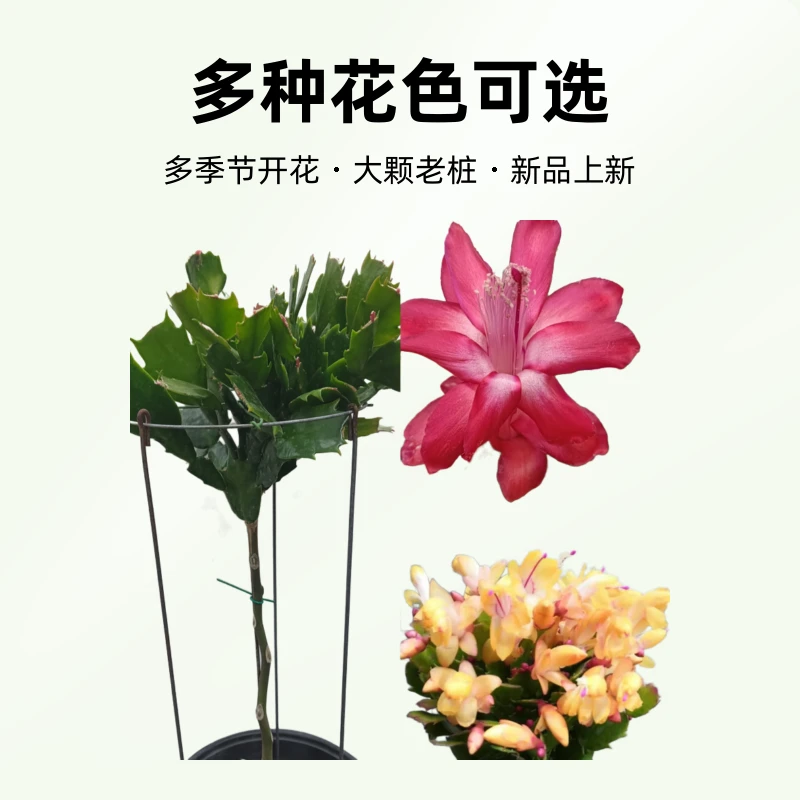 叶仙嫁接多色蟹爪兰四季阳台植物原盆原土家庭花卉蟹爪兰盆栽