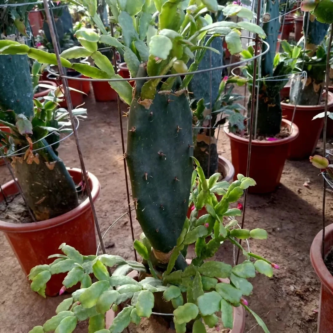 仙人掌嫁接仙人指春节开花