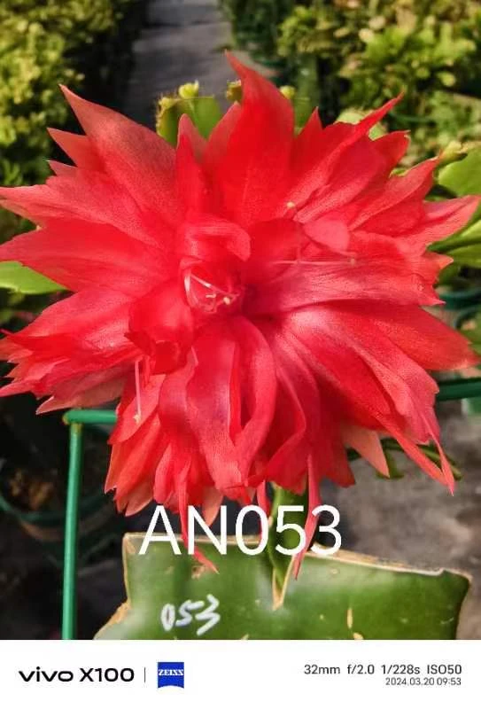 叶仙嫁接进口重瓣多色蟹爪兰花卉包品种不包花色环境温差影响花色