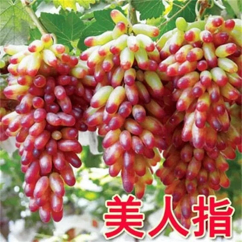 美人指葡萄树苖特大爬藤葡萄树苗南方北方盆栽地栽四季种植果树苗