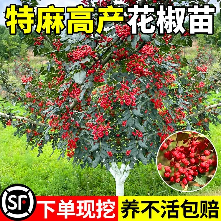 正宗花椒苗树四川大红袍无刺盆栽室外庭院可食用青花椒苗四季种植