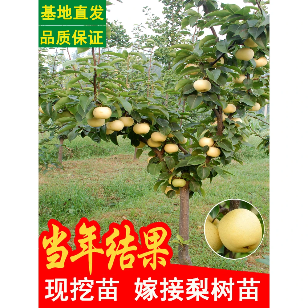 梨树果苗秋月梨翠冠嫁接苗雪梨苹果梨果树果苗砀山香梨梨子树果苗