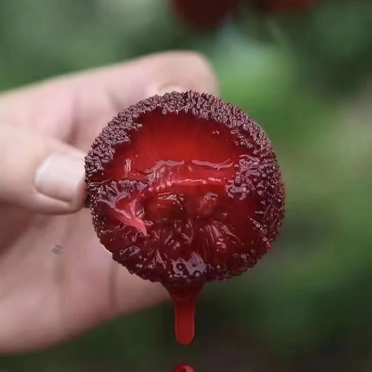 正宗仙居东魁杨梅新鲜现摘发货孕妇水果顺丰江浙沪包邮蓝装