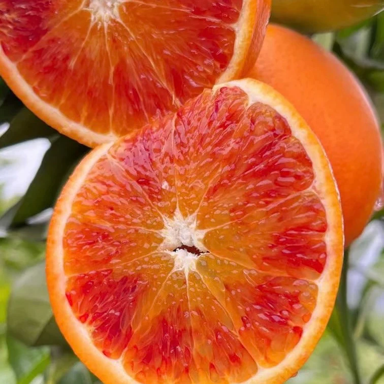 重庆玫瑰香橙血橙当季新鲜水果口感甜现摘现发塔罗科采摘带箱10斤