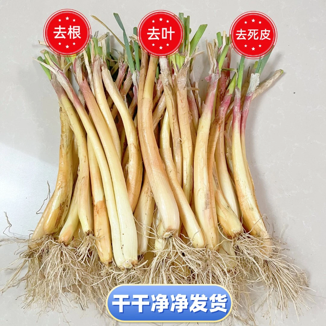 陕北山地红葱,旱地红葱,红皮葱,处理干净高品质包邮,陕西榆林