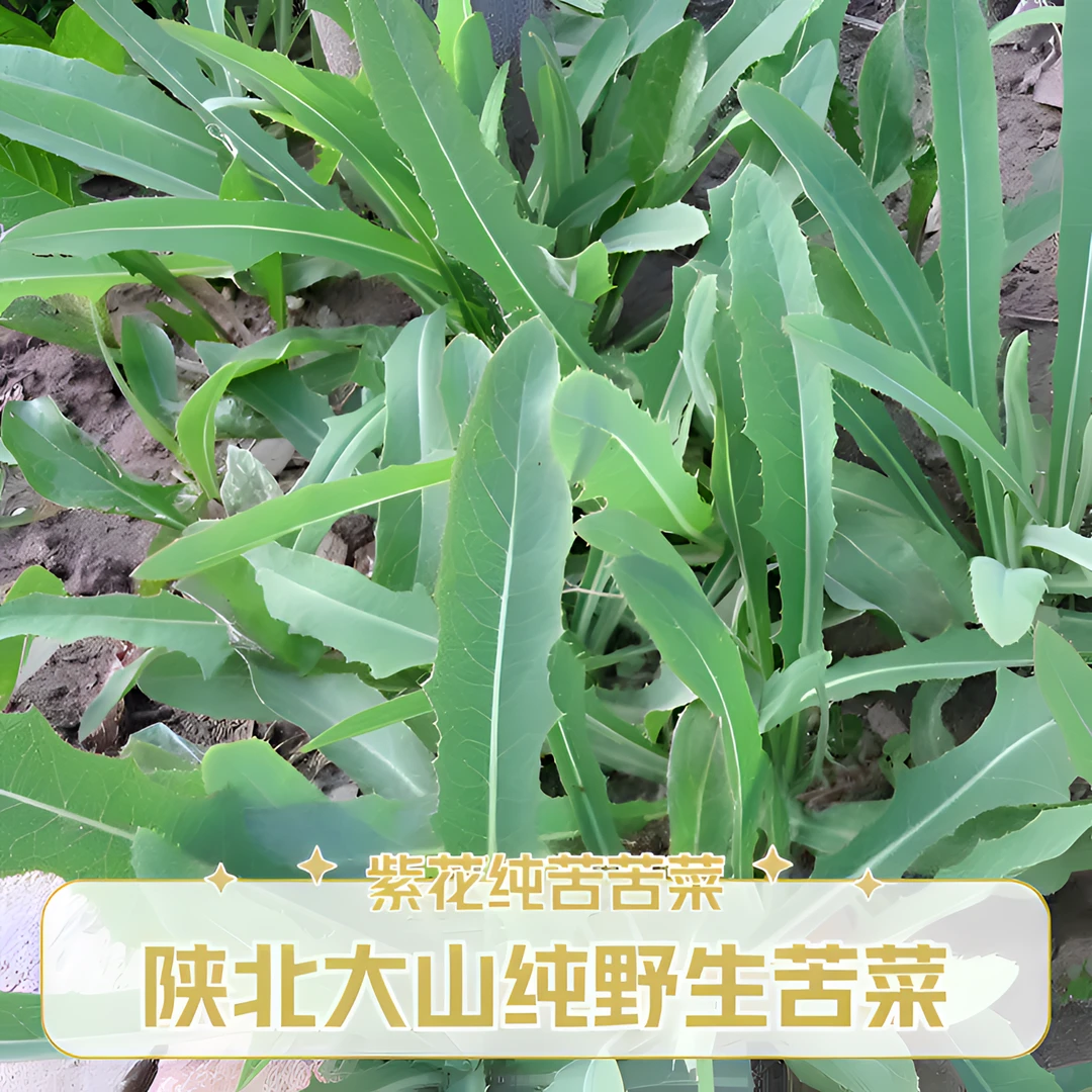 正宗陕北野生苦菜 1斤装 大山生长 包邮 保温箱加冰袋发货