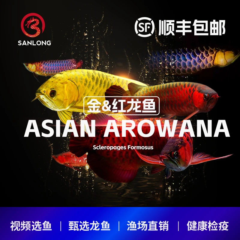 三只渔甄选金龙鱼活体红龙鱼活体龙鱼苗观赏鱼