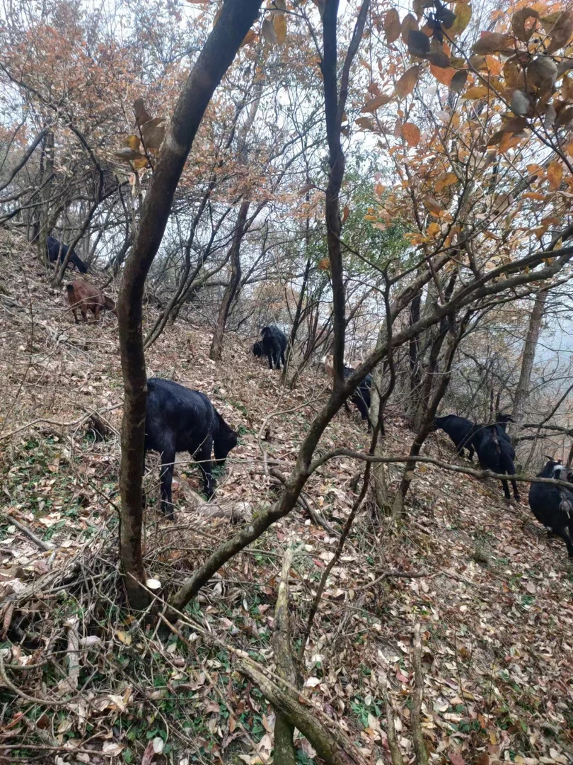 【熊九零推荐】2号链接湖南高山散养黑山羊 羊腿