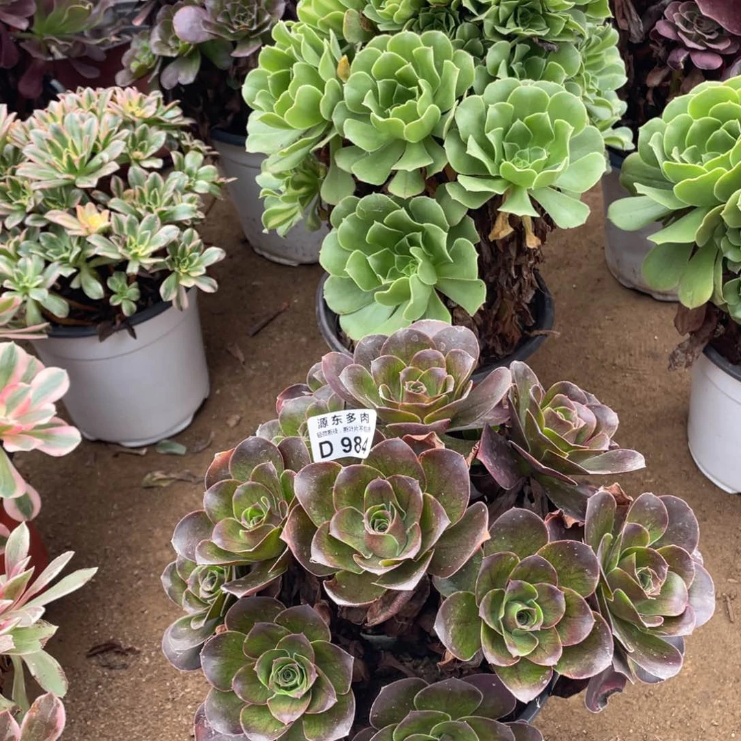 984魅金玫瑰多肉法师断枝不包