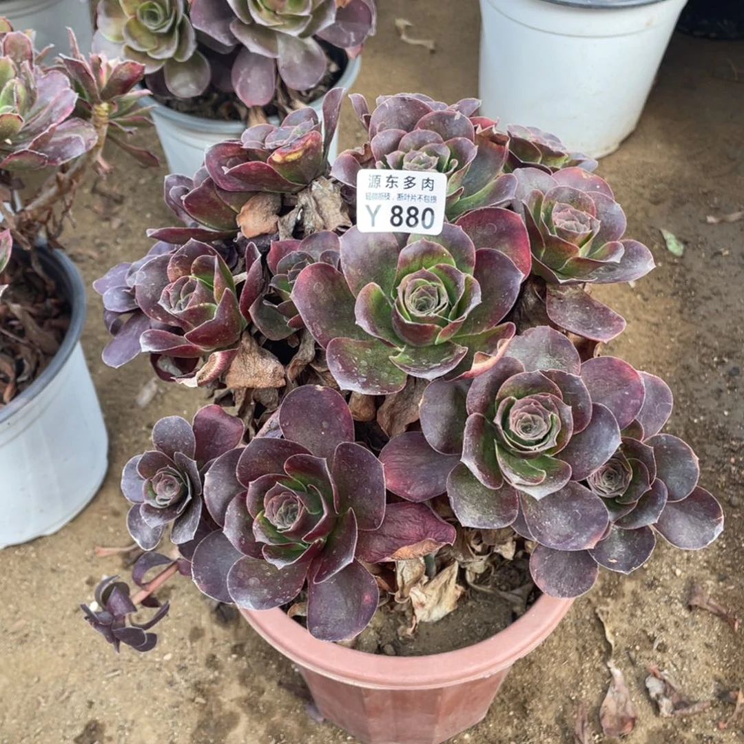 880魅金玫瑰多肉法师断指不包