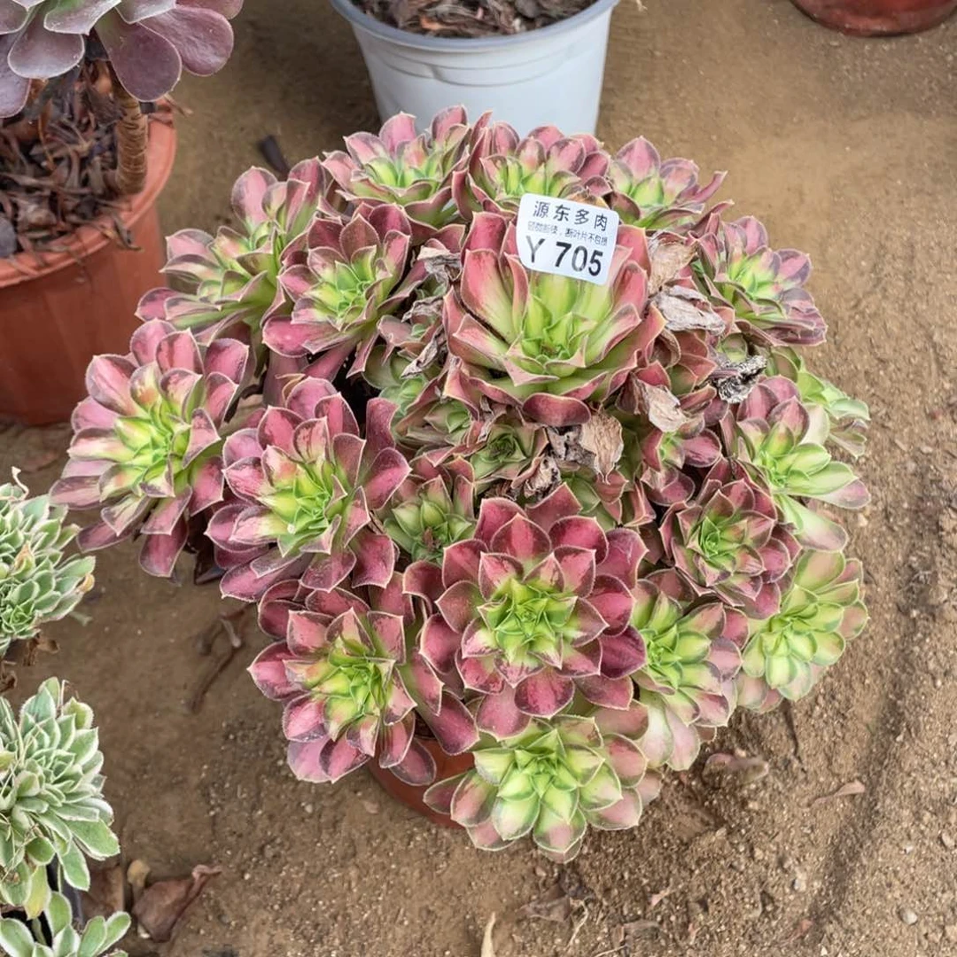 705韶华多肉法师断枝不包