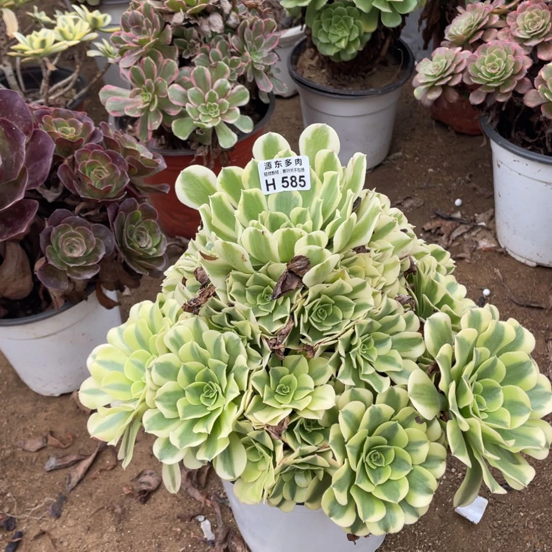 585绿豆多肉法师断枝不包