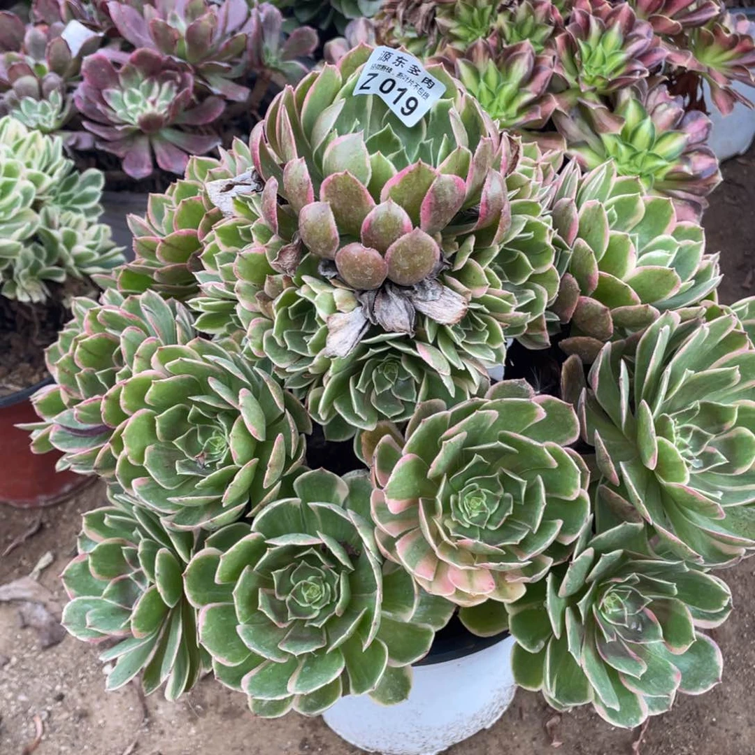 019粉花妖多肉法师断枝不包