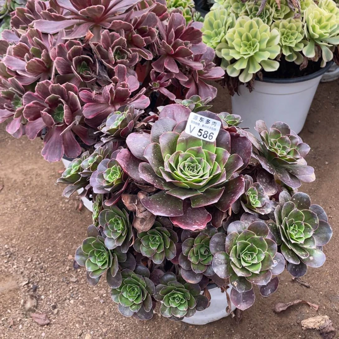 586魅金玫瑰多肉法师断枝不包