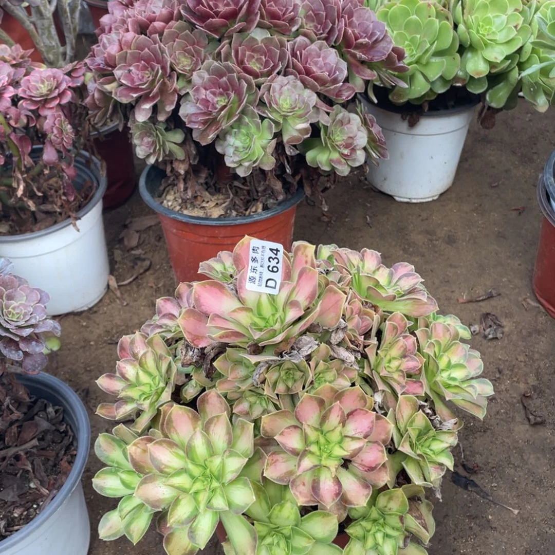 634韶华多肉法师断枝不包