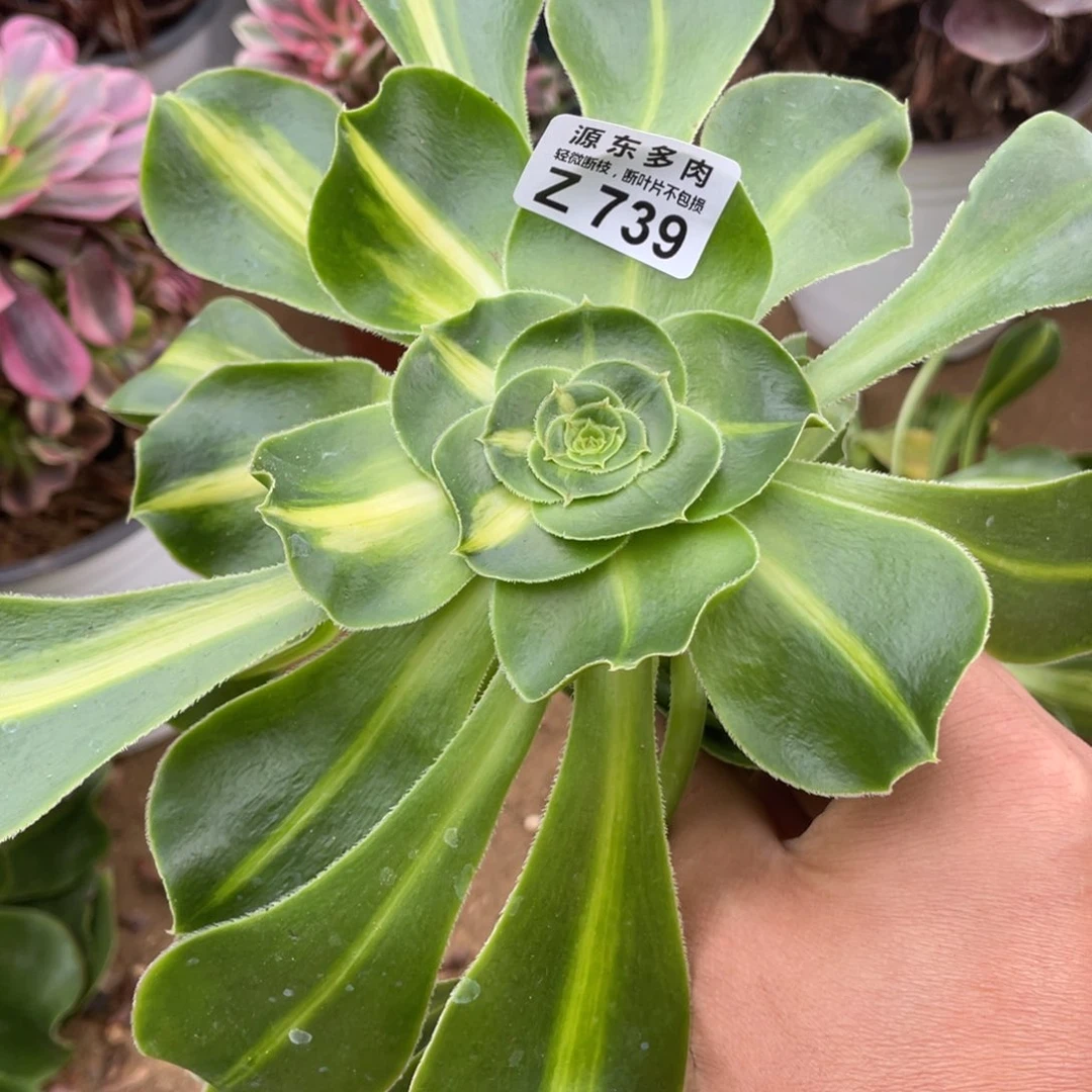 739暴君无根多肉法师断枝不包