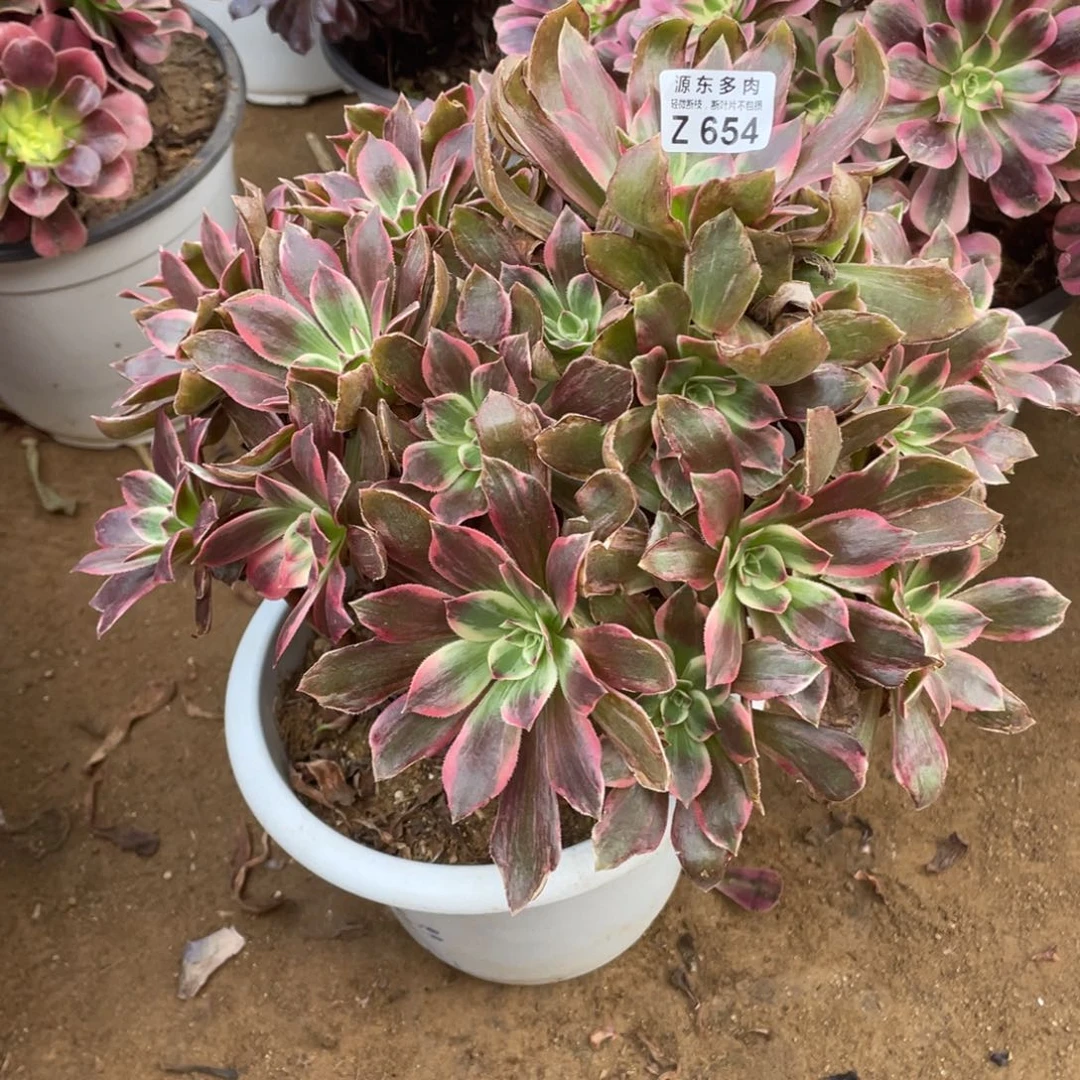 654浣纱多肉法师断枝不包