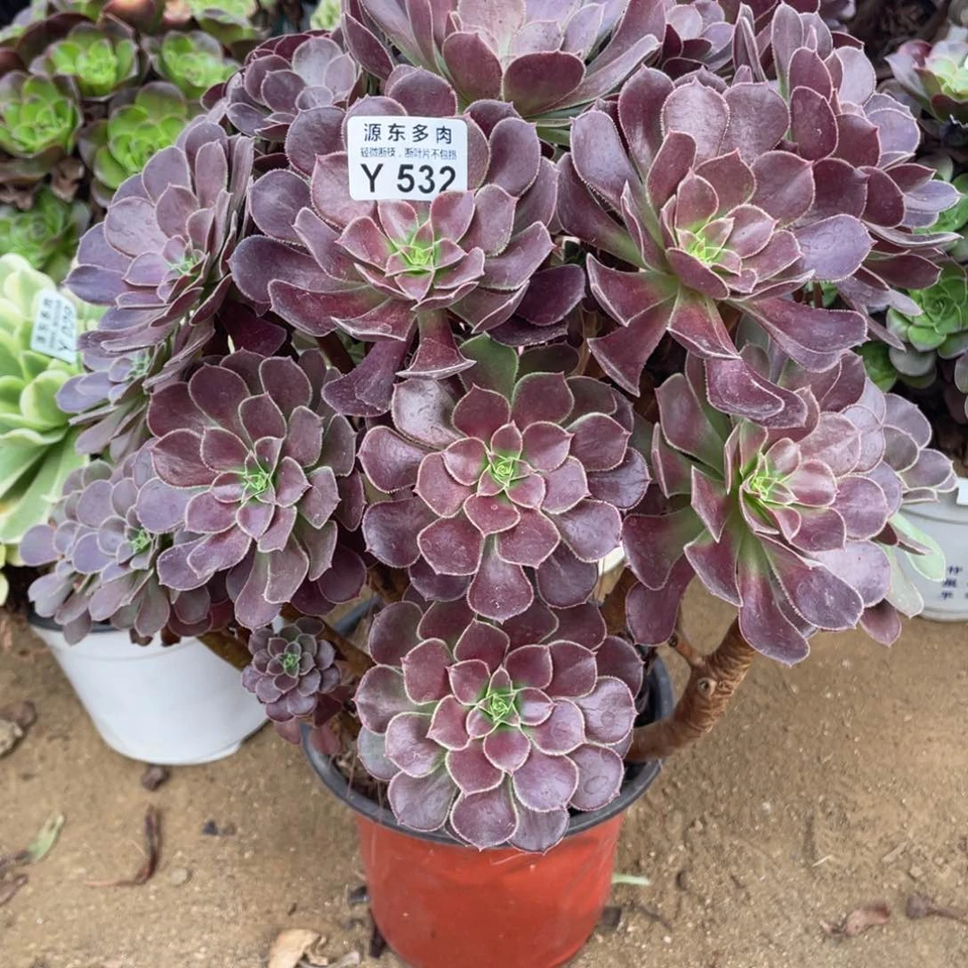 532荷兰多肉法师断枝不包