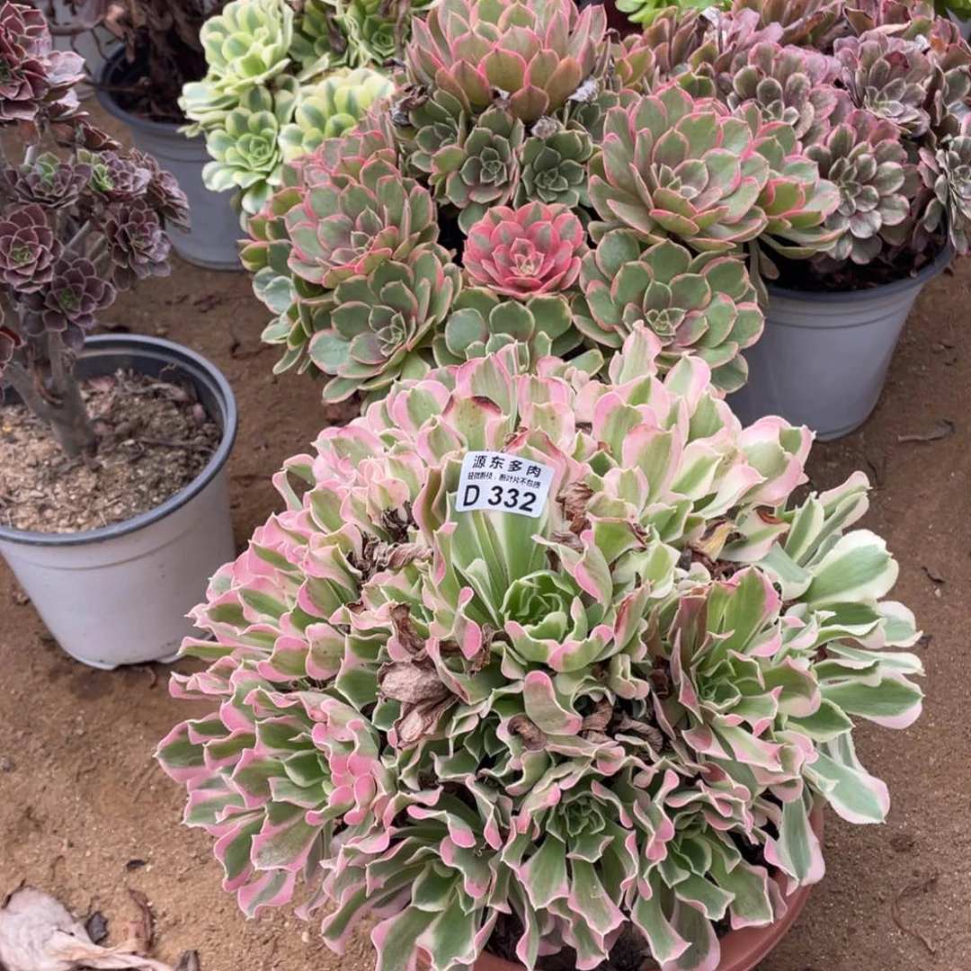 332白凤多肉法师断枝不包