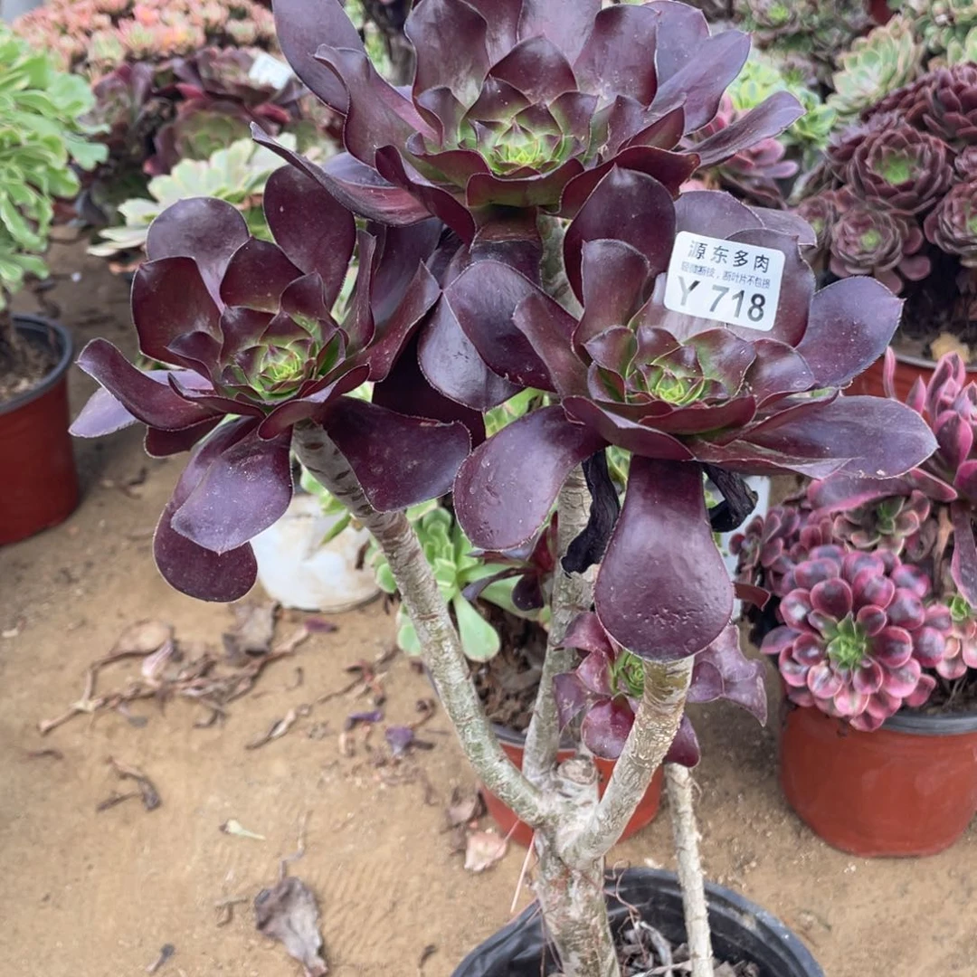 718巫毒多肉法师断枝不包