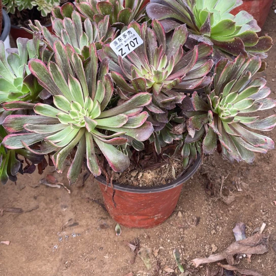 707紫霞多肉法师断枝不包