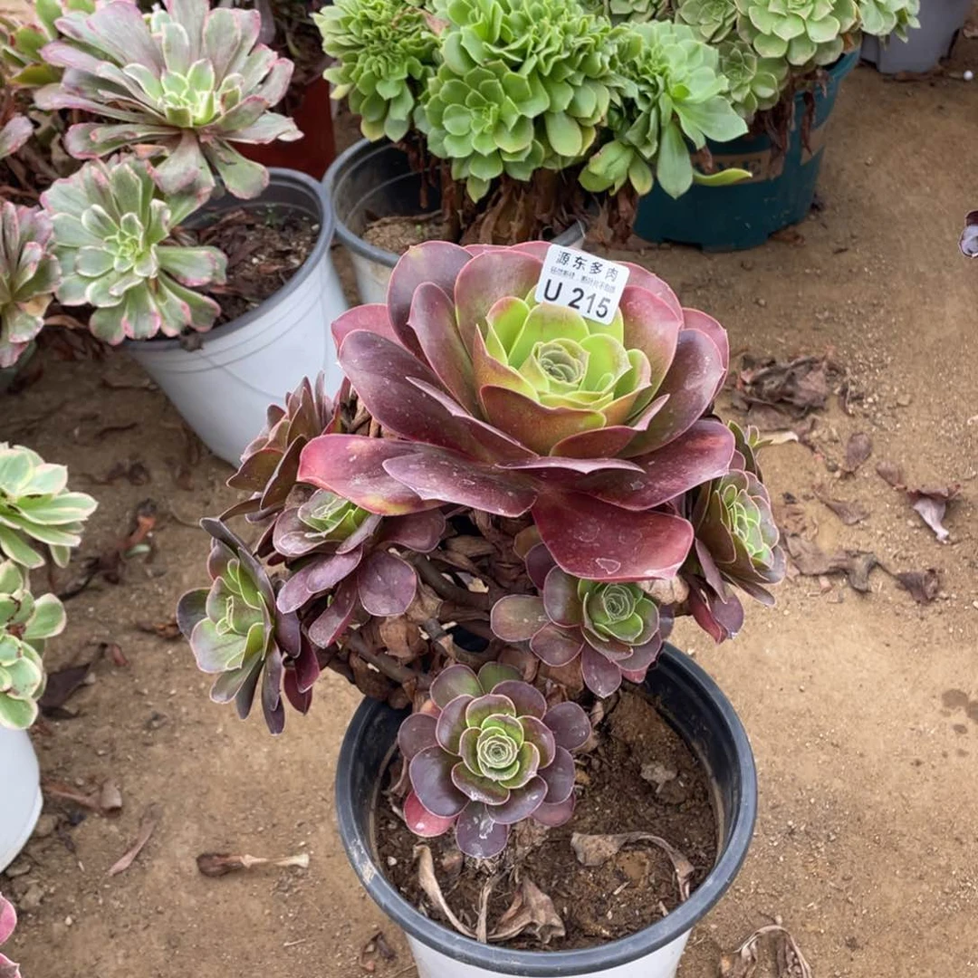 215魅金玫瑰多肉法师断枝不包