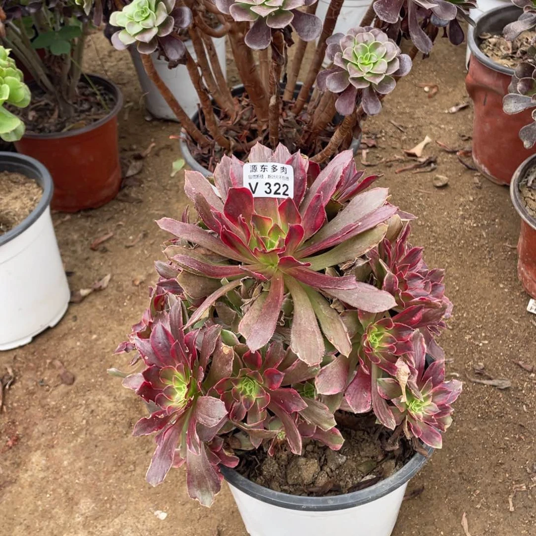 322安娜多肉法师断枝不包