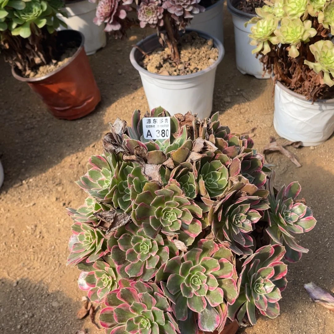 380安娜多肉法师断枝不包