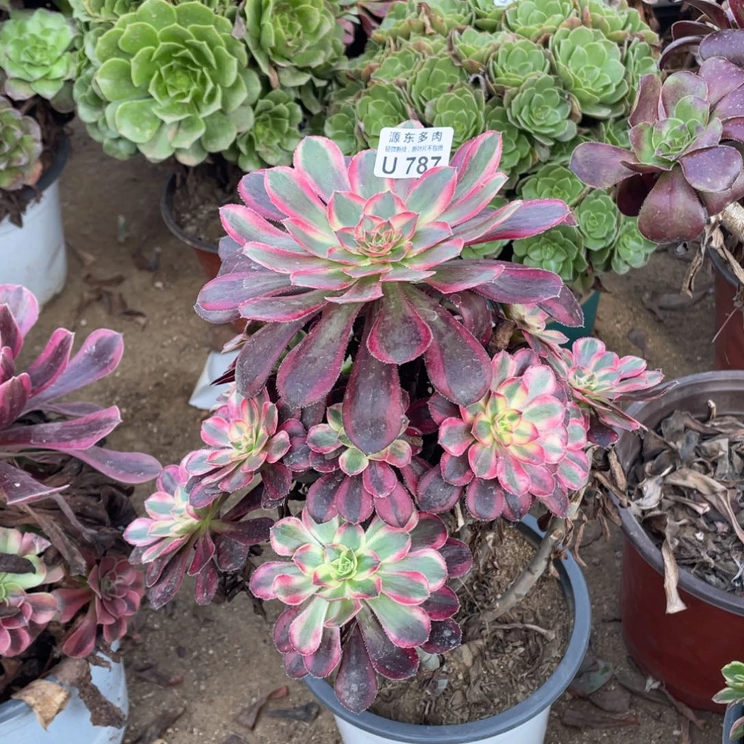 787香奈儿多肉法师断枝不包