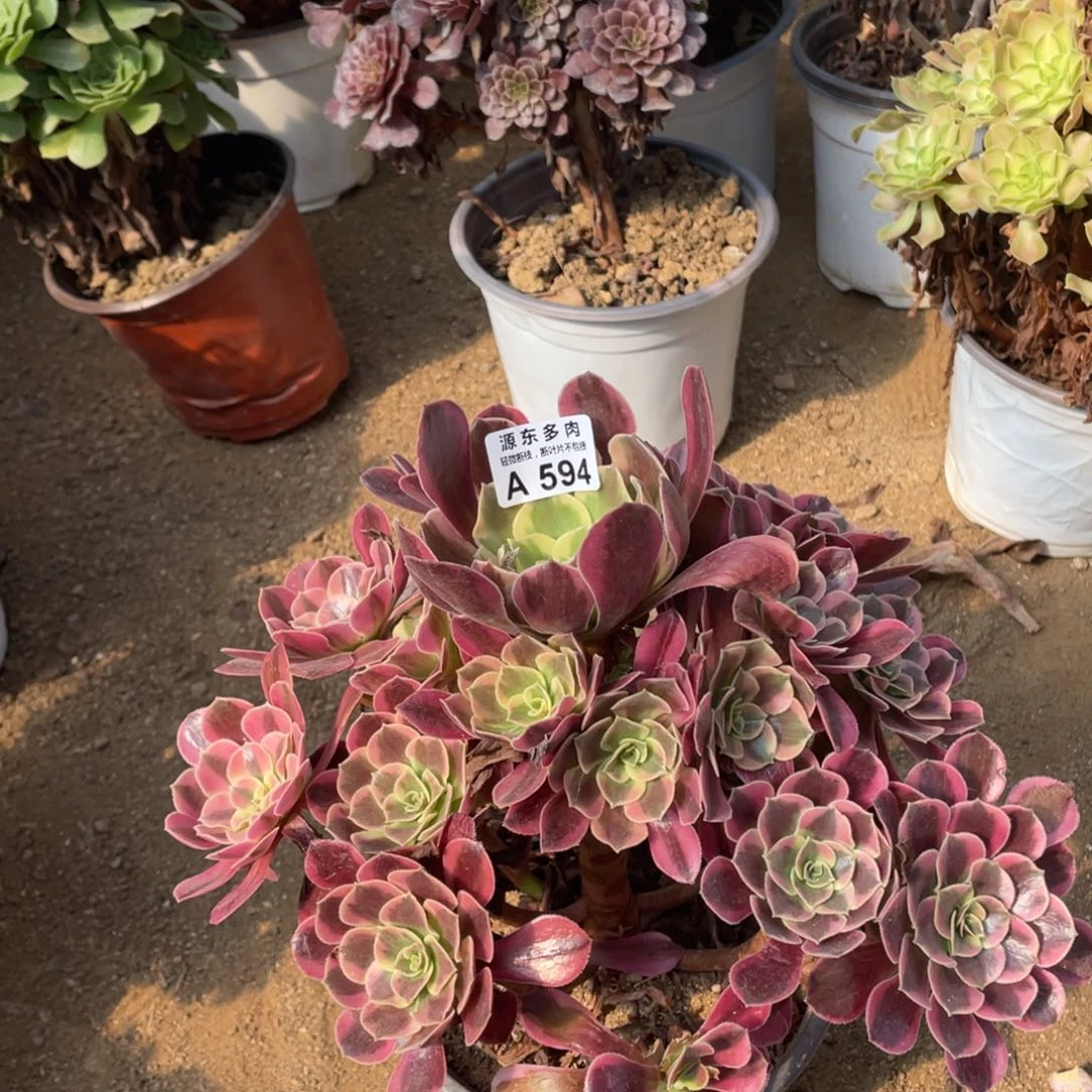 594莎莎多肉法师断枝不包