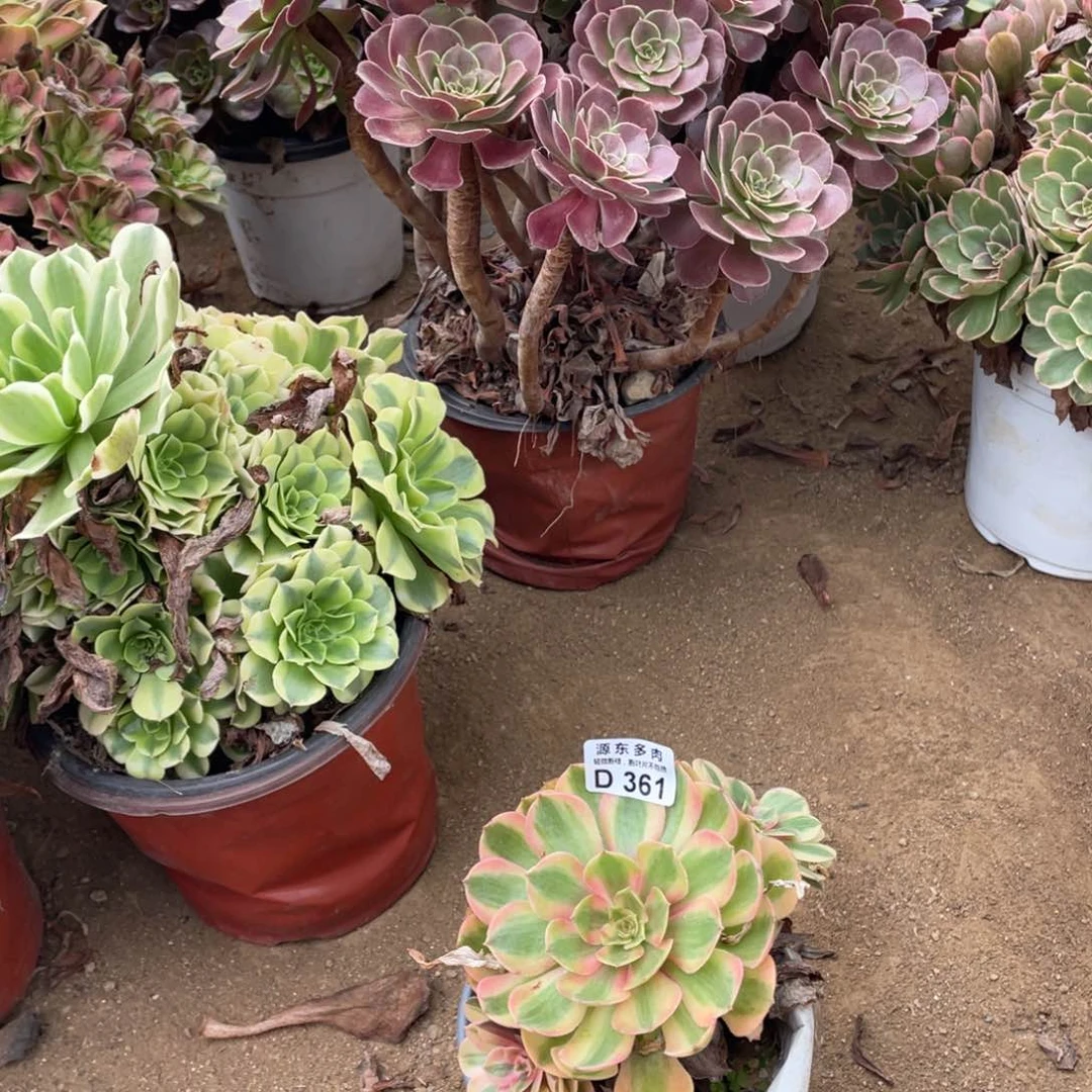 361荔枝多肉法师断枝不包