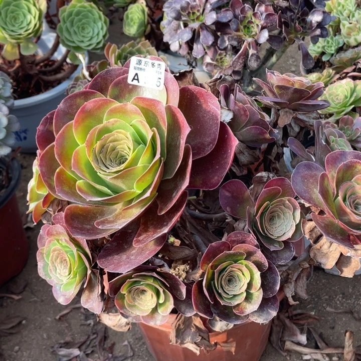 935魅金玫瑰多肉法师断枝不包